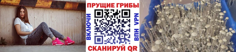 Галлюциногенные грибы Psilocybine cubensis  Купить где  Саки 